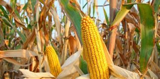 Fairfax Brasil cresceu 155% em 2020