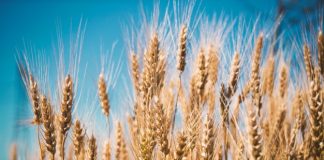 Seguradoras adotam sensoriamento remoto por satélite para monitorar áreas agrícolas