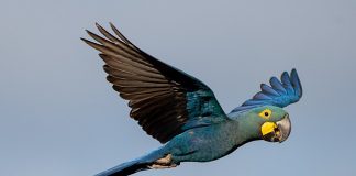 Seguros Unimed celebra um ano de parceria com a Fundação Biodiversitas