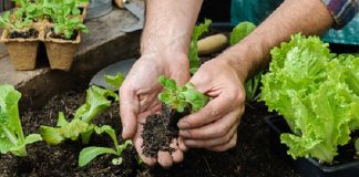 Horta Comunitária implantada pelo Instituto Melhores Dias e AllCare