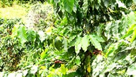 Fairfax lança seguro inovador para a cafeicultura