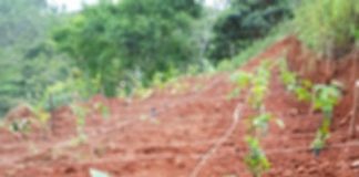 MetLife e Itaú:  clientes poderão participar de “construção” de reserva florestal