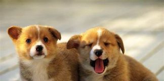 Reconhecimento facial para evitar fraudes em planos pets