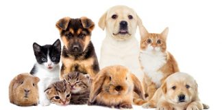 Mercado pet atrai cada vez mais seguradoras