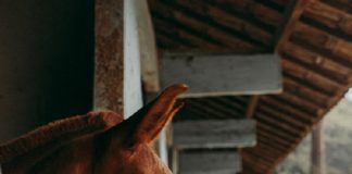 Seguro de equinos mitiga riscos de cólicas em cavalos