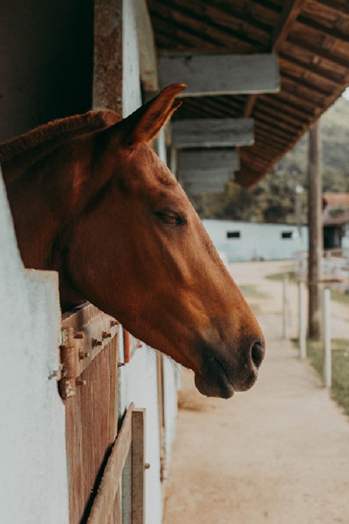 O que mais causa a morte em cavalos? Có-li-cas!, Artigos