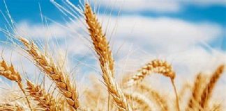 Coface alerta para risco contínuo e elevado no fornecimento de cereais