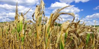 Eventos climáticos respondem por quase 139 mil ocorrências no seguro Agrícola