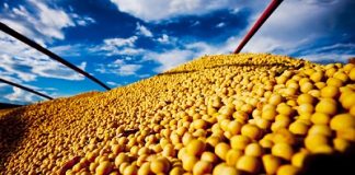 Mercado de soja é sacudido por incertezas econômicas